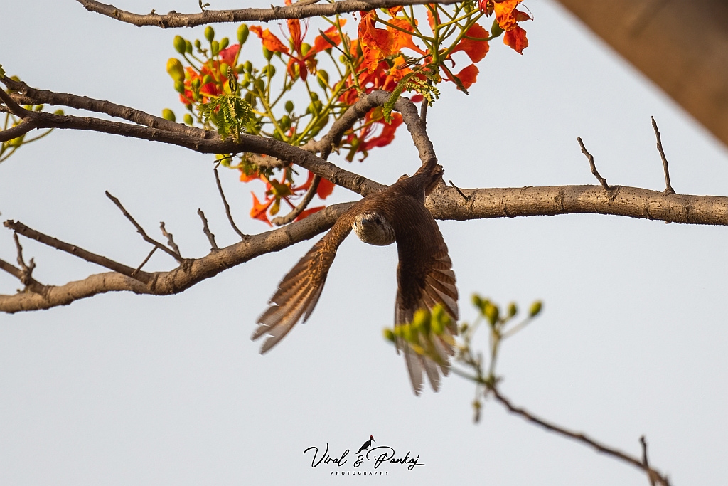 Banded Bay Cuckoo